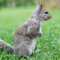 A gray squirrel stands upright on its hind legs in a grassy area, looking alert with its bushy tail visible behind it. The background is softly blurred, highlighting the squirrel’s detailed fur and curious expression.