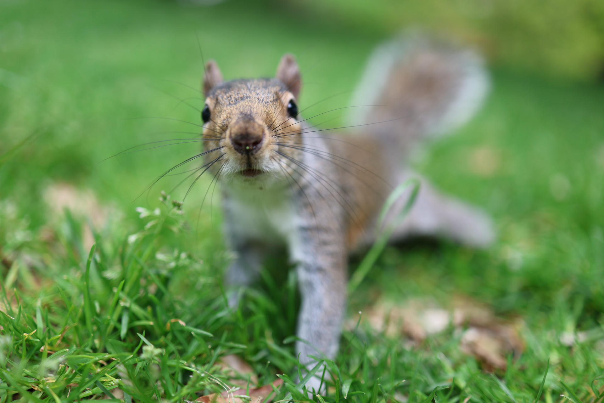 A gray squirrel stands alert on green grass, looking directly at the camera with its bushy tail raised behind it. The background is softly blurred, drawing attention to the squirrel's curious expression.