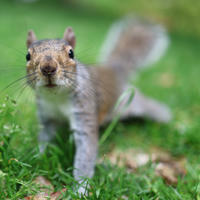 A gray squirrel stands alert on green grass, looking directly at the camera with its bushy tail raised behind it. The background is softly blurred, drawing attention to the squirrel's curious expression.
