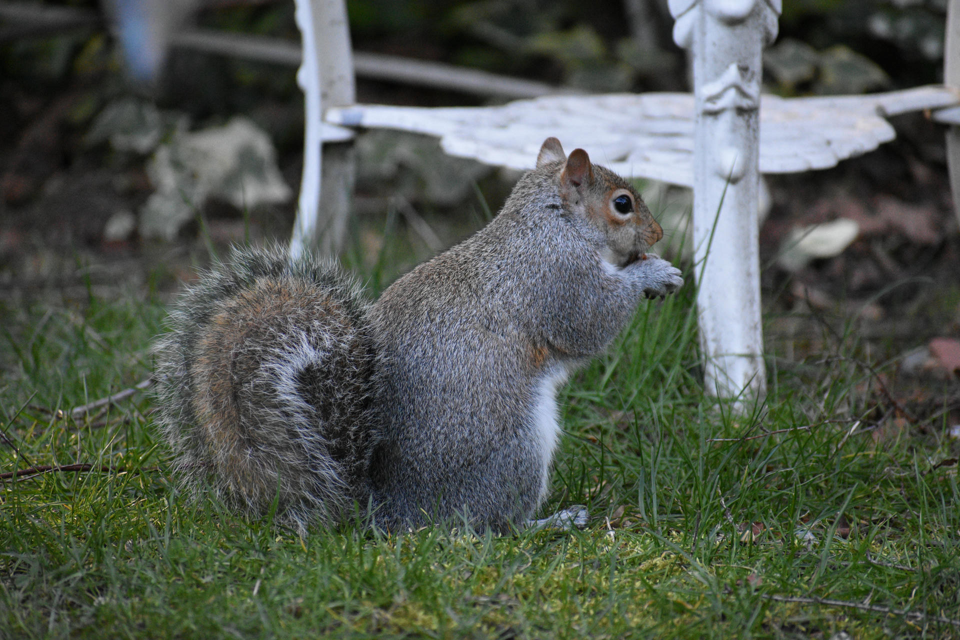 A gray squirrel sits upright on green grass near a white metal chair, holding its front paws close to its chest. Its bushy tail is curled behind its body.