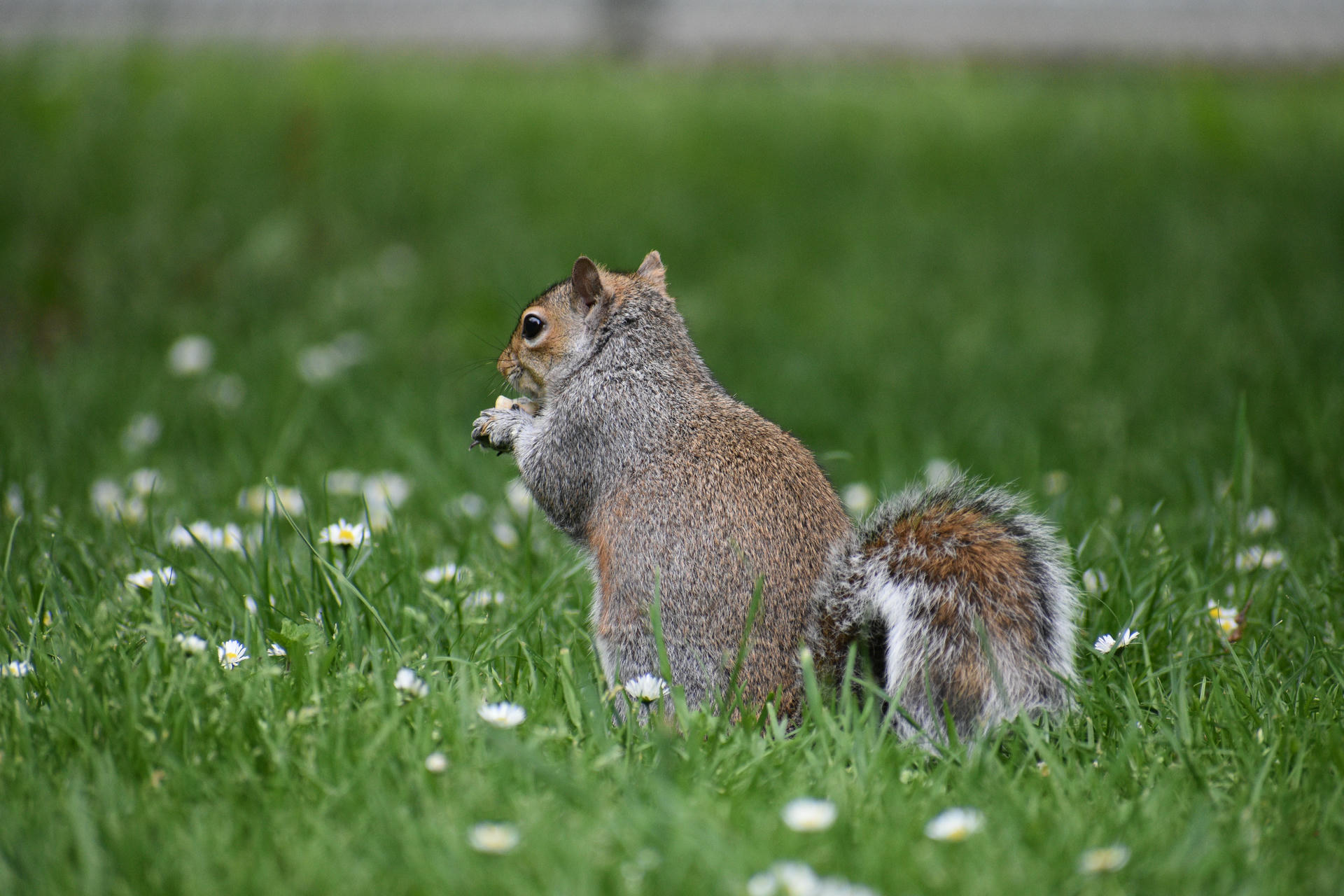 A gray squirrel sits upright on a grassy lawn dotted with small white flowers, its bushy tail curled beside it. The squirrel is facing away, showing its back and fluffy tail.