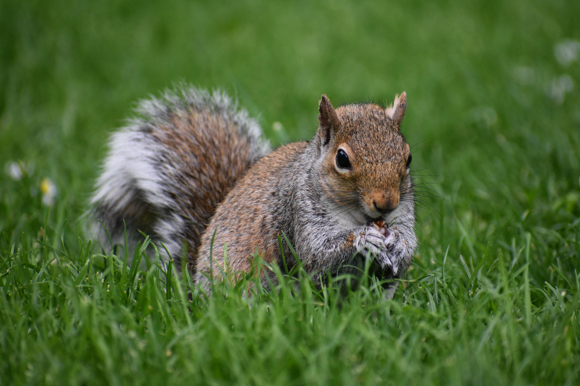 A gray squirrel is crouched on lush green grass, holding food in its front paws and looking directly at the camera. Its bushy tail is curled behind it, and its fur appears soft and speckled with white.