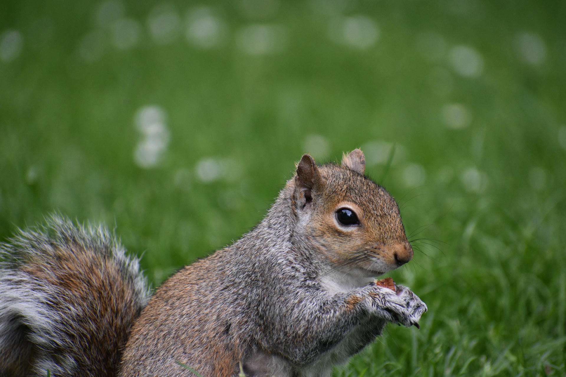 A gray squirrel sits upright on green grass, holding and nibbling on a small object with its front paws. The background is softly blurred, drawing attention to the squirrel’s alert expression and bushy tail.
