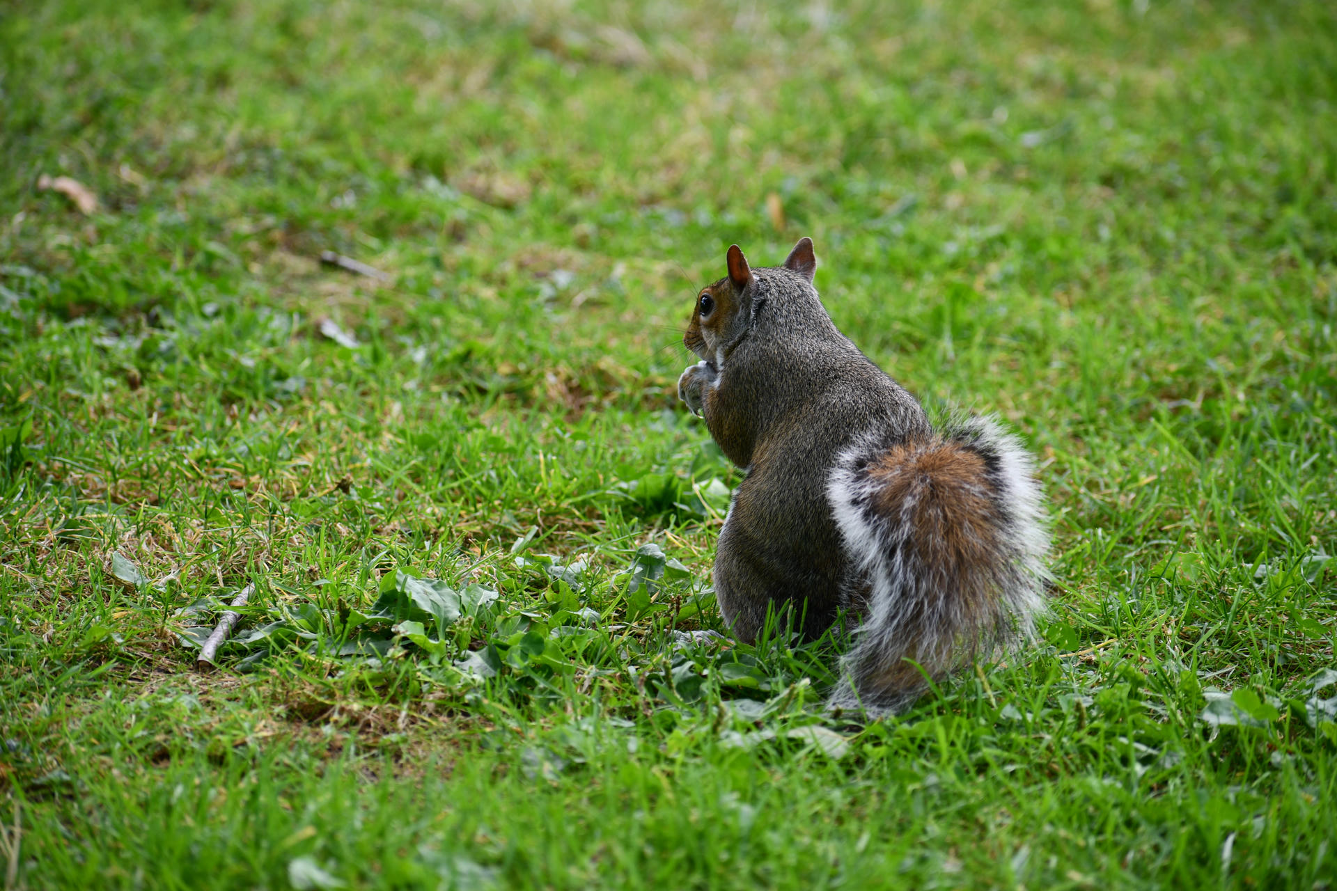 A gray squirrel is sitting on green grass, facing away from the camera with its bushy tail curled behind it. The background is filled with patches of grass and small plants.