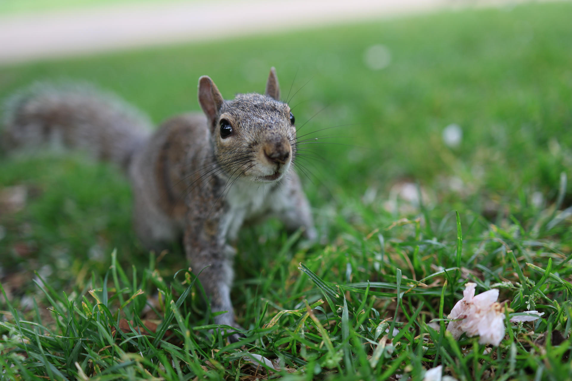 A gray squirrel stands alert on green grass, looking directly at the camera with its tail raised behind it. The background is softly blurred, drawing attention to the squirrel’s curious expression.