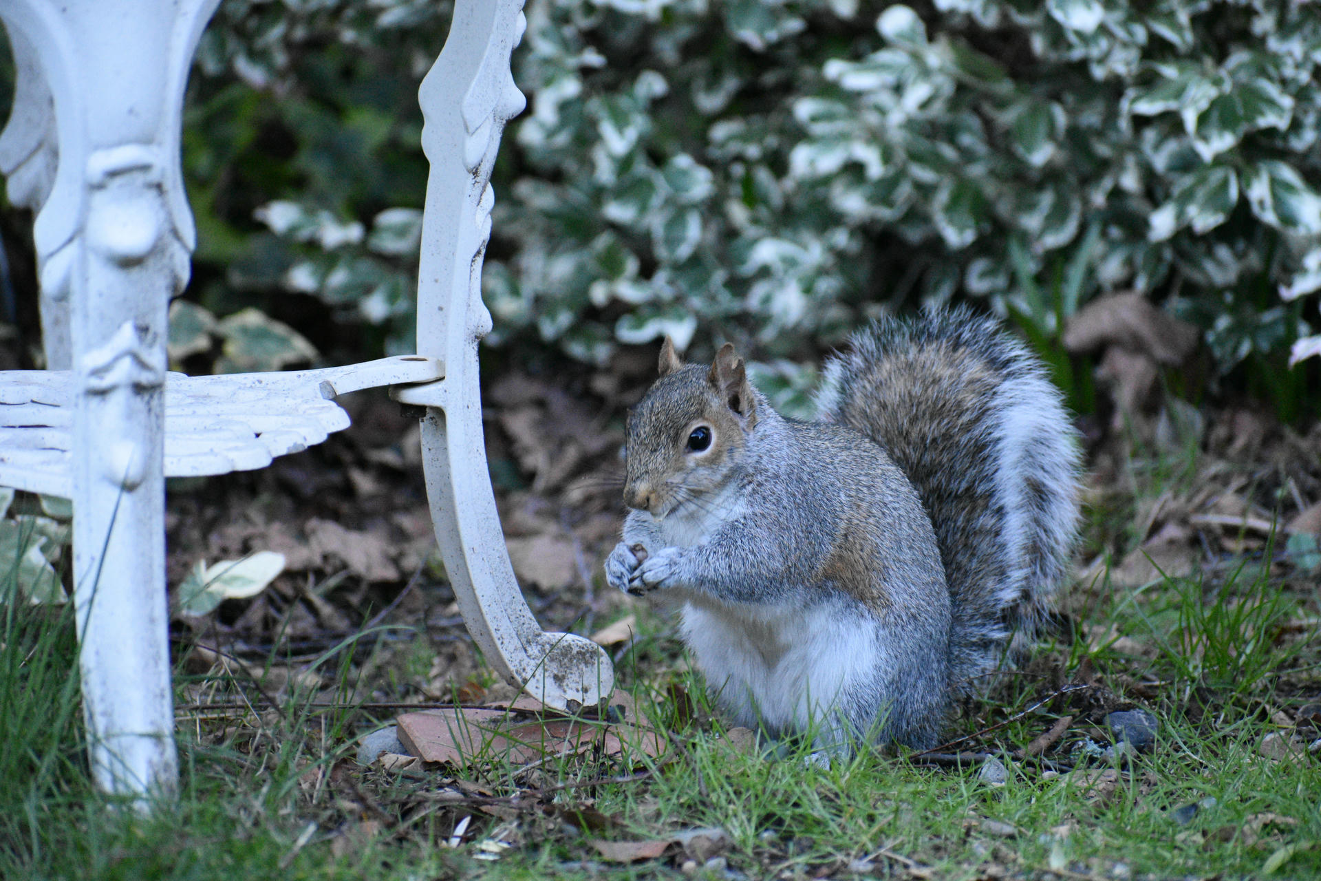 A gray squirrel is sitting upright on the grass, holding food in its front paws and nibbling. Its bushy tail is curled behind it, and leafy plants fill the background.