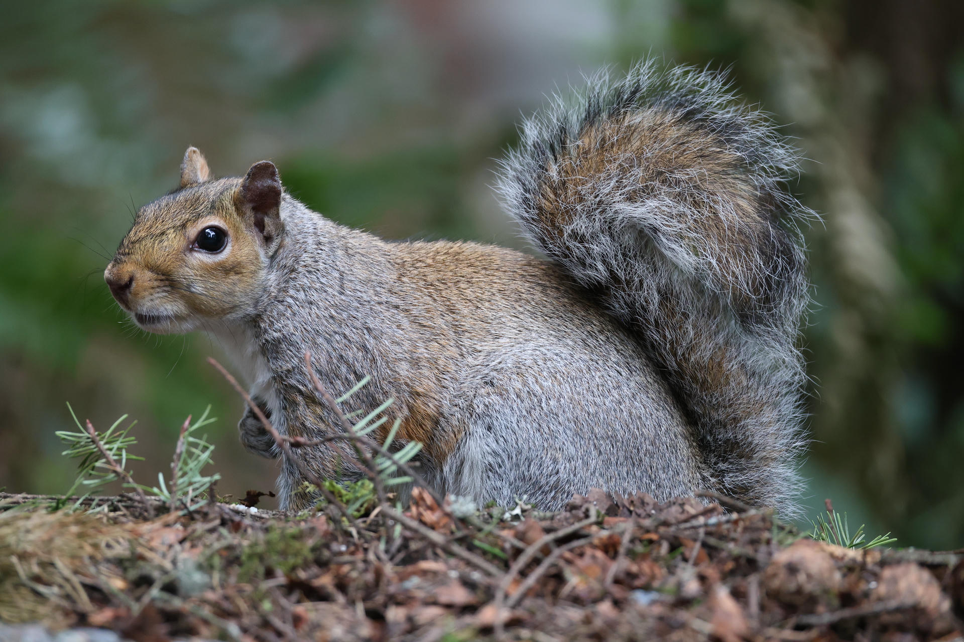 A gray squirrel with a bushy tail is standing alert on the forest floor, surrounded by leaves and greenery. Its fur is a mix of gray and brown, and it appears to be looking off to the side.