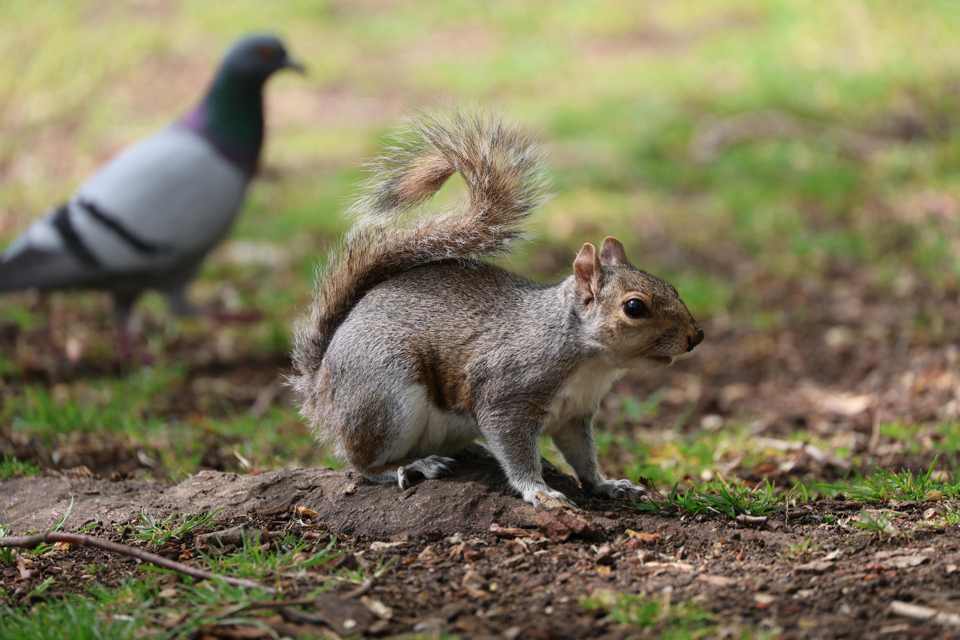 A gray squirrel stands alert on the ground with its bushy tail arched over its back, surrounded by grass and patches of dirt. The squirrel's fur is a mix of gray and white, and it appears to be looking attentively at something nearby.