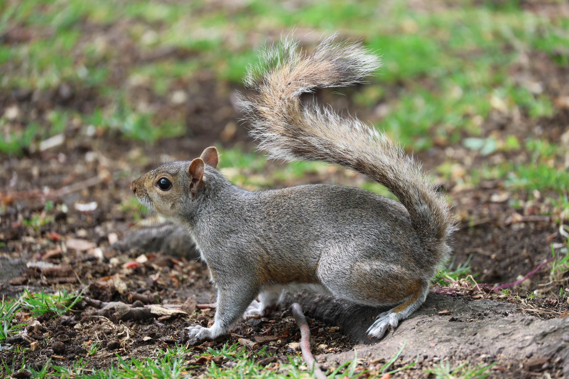 A gray squirrel stands alert on the ground with its bushy tail arched high over its back, surrounded by patches of grass and soil. The squirrel's fur appears soft and its eyes are bright as it looks off to the side.