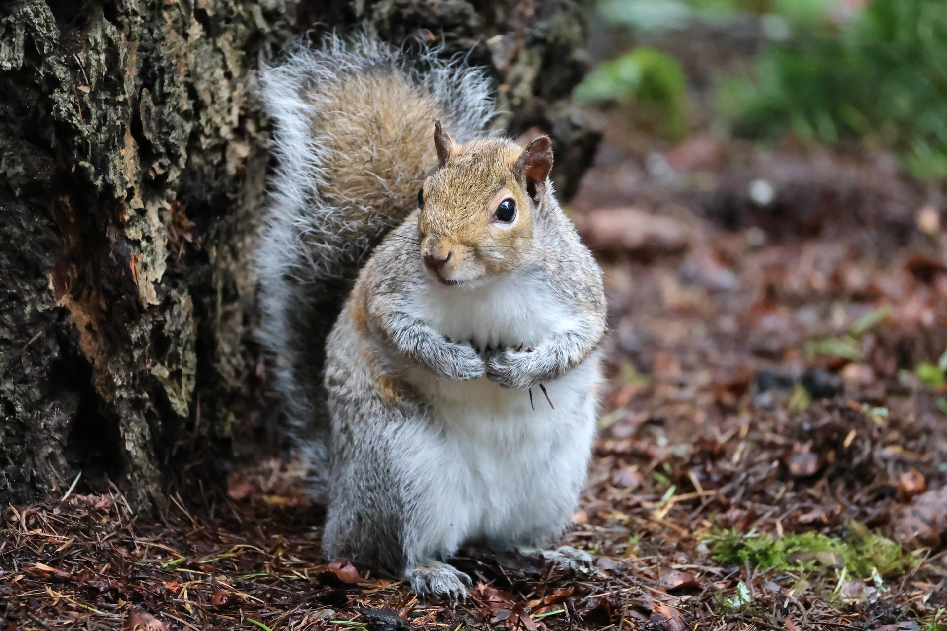 A gray squirrel with a bushy tail stands upright on the ground near the base of a tree, surrounded by fallen leaves and natural forest debris. Its fur appears soft and fluffy, and it looks alert as it faces the camera.