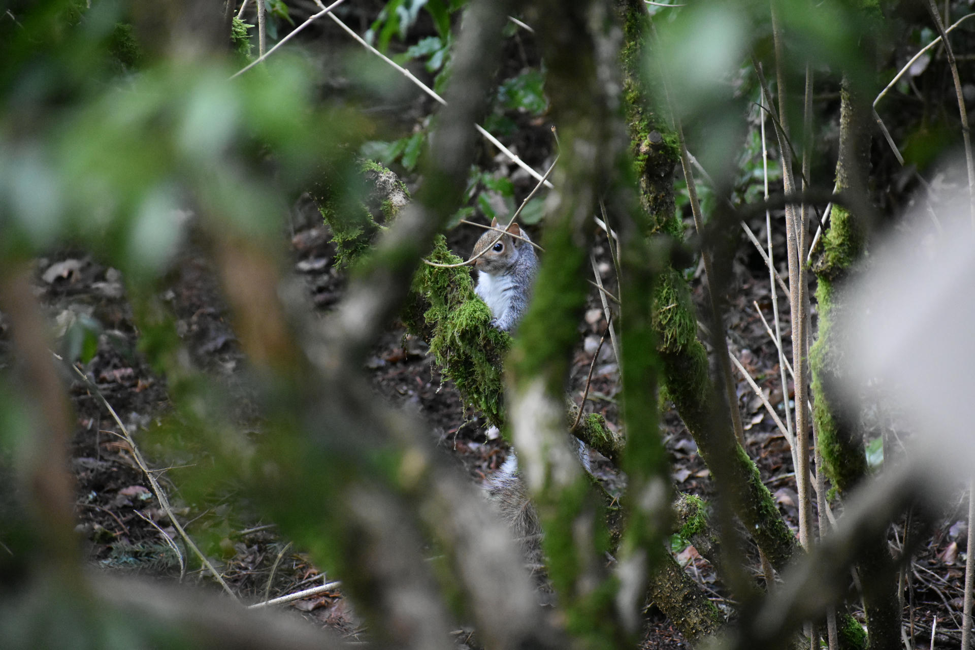 A gray squirrel is partially hidden among green moss and branches, peeking out from behind the foliage. The scene feels natural and serene, with the squirrel alert and surrounded by forest greenery.