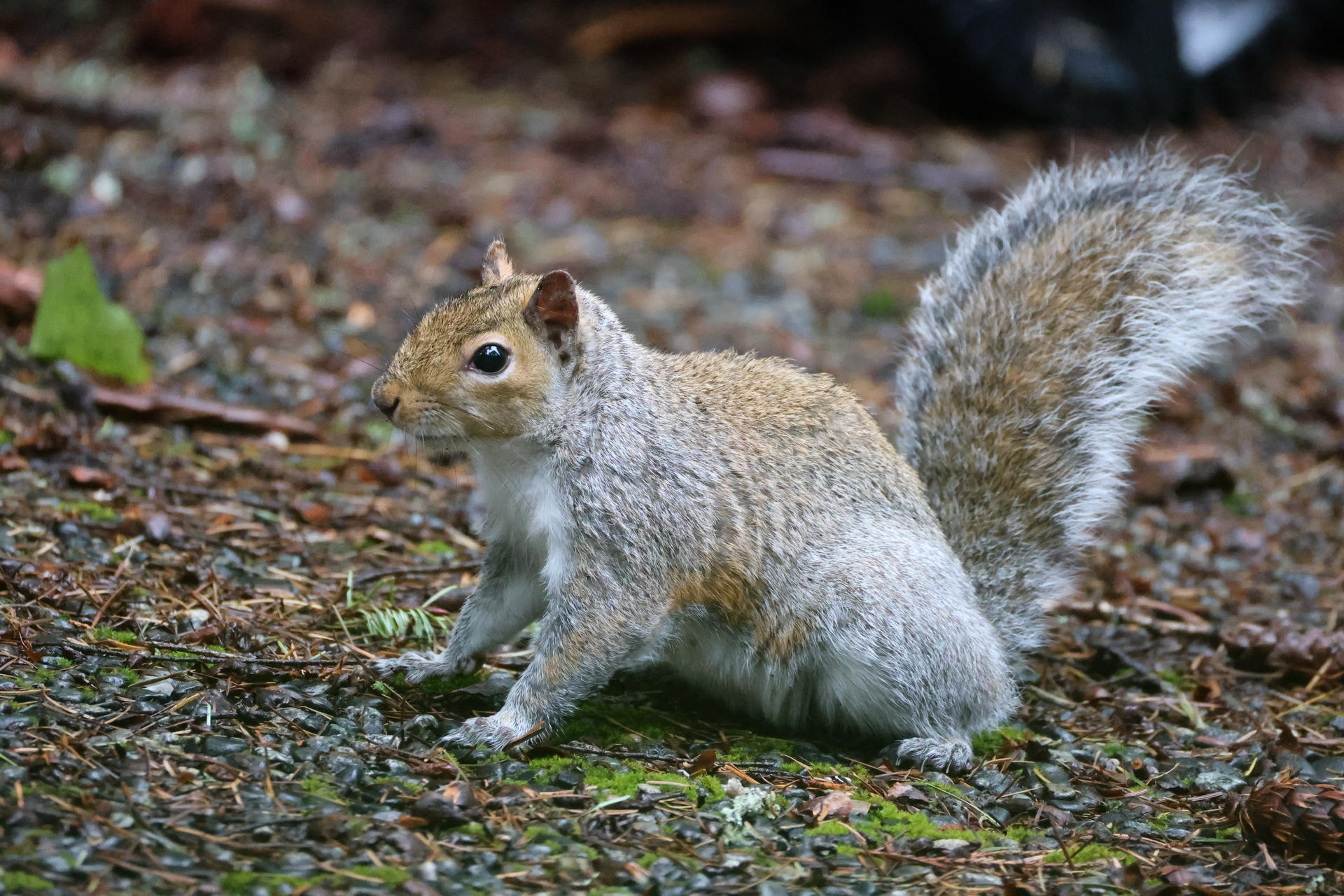 A gray squirrel stands alert on a ground covered with small pebbles and scattered leaves, its bushy tail raised behind it. The squirrel's fur is a mix of gray and light brown tones, and it appears to be looking attentively at something nearby.