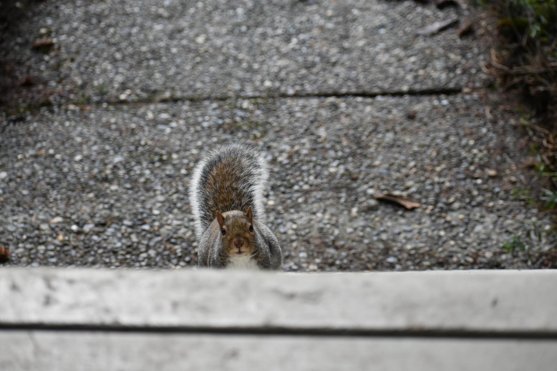 A gray squirrel is peeking over a ledge, with its bushy tail arched over its back and its body partially hidden. The background is a textured, gravelly surface.