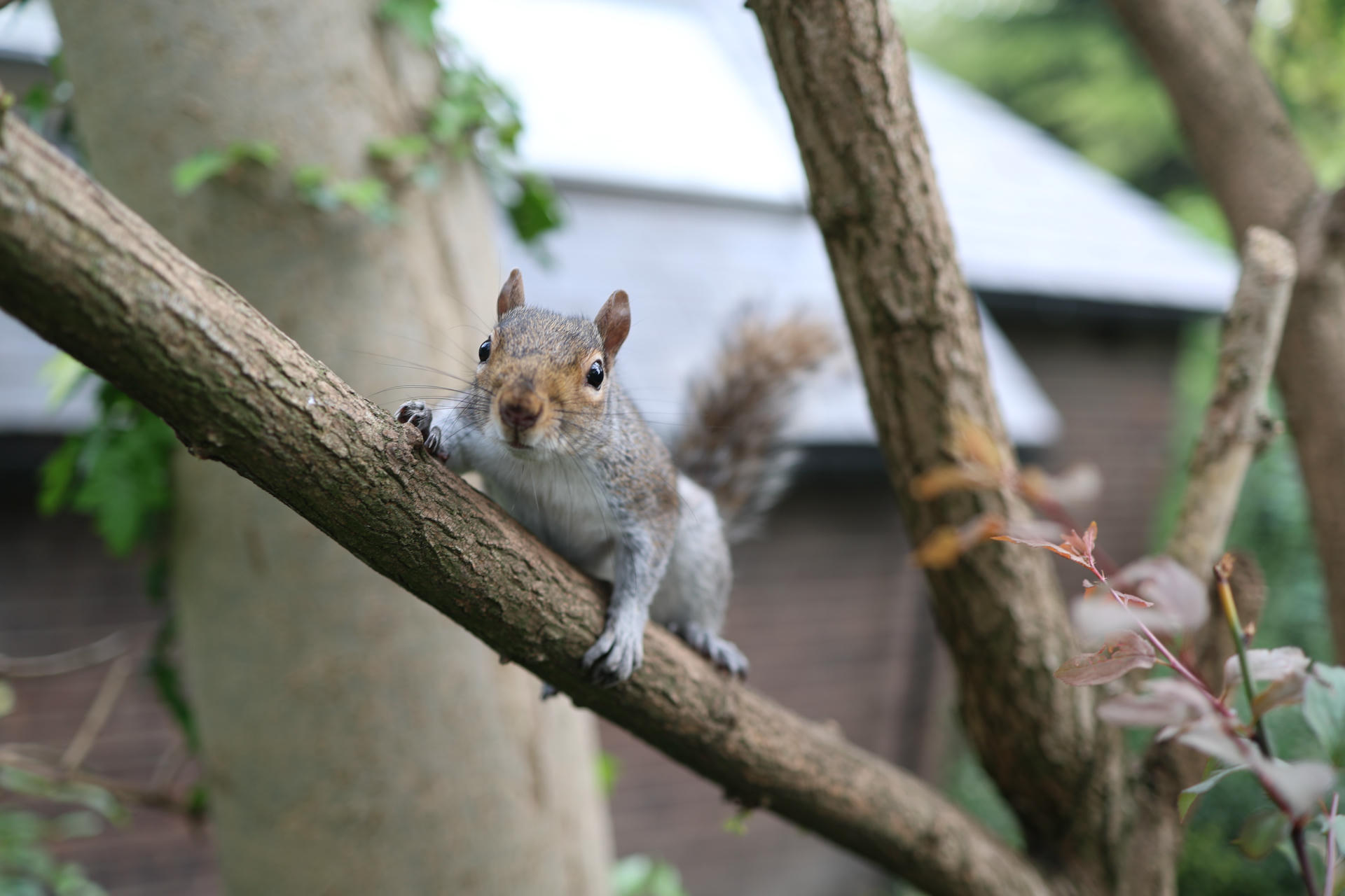 A gray squirrel is perched on a tree branch, looking directly at the camera with its front paws gripping the wood. Its bushy tail is visible behind it, and the background is softly blurred.