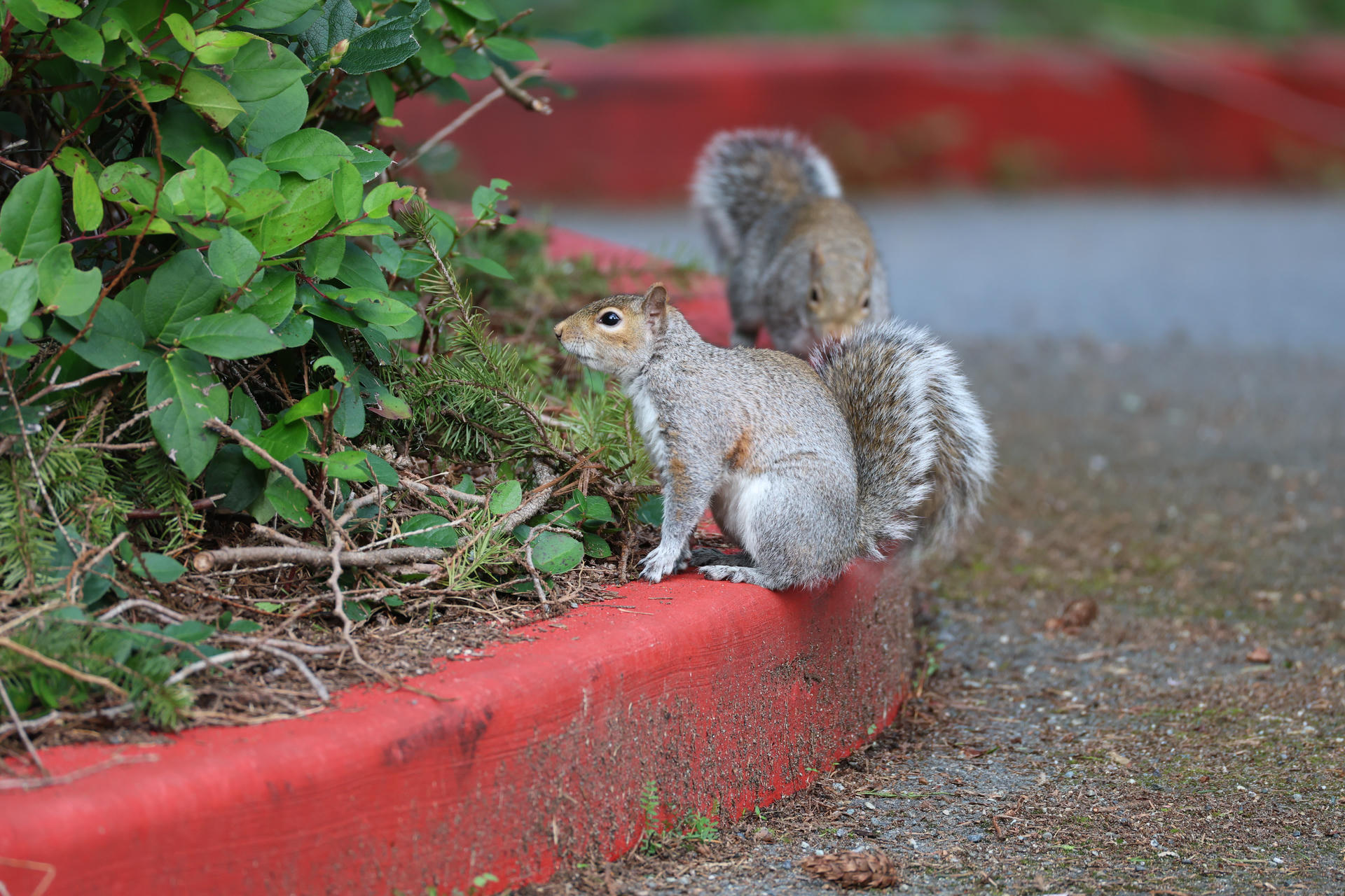 Two gray squirrels are perched on the edge of a planter, with one in the foreground alert and looking to the side while the other is partially hidden behind it. The scene includes green plants and a red planter rim.