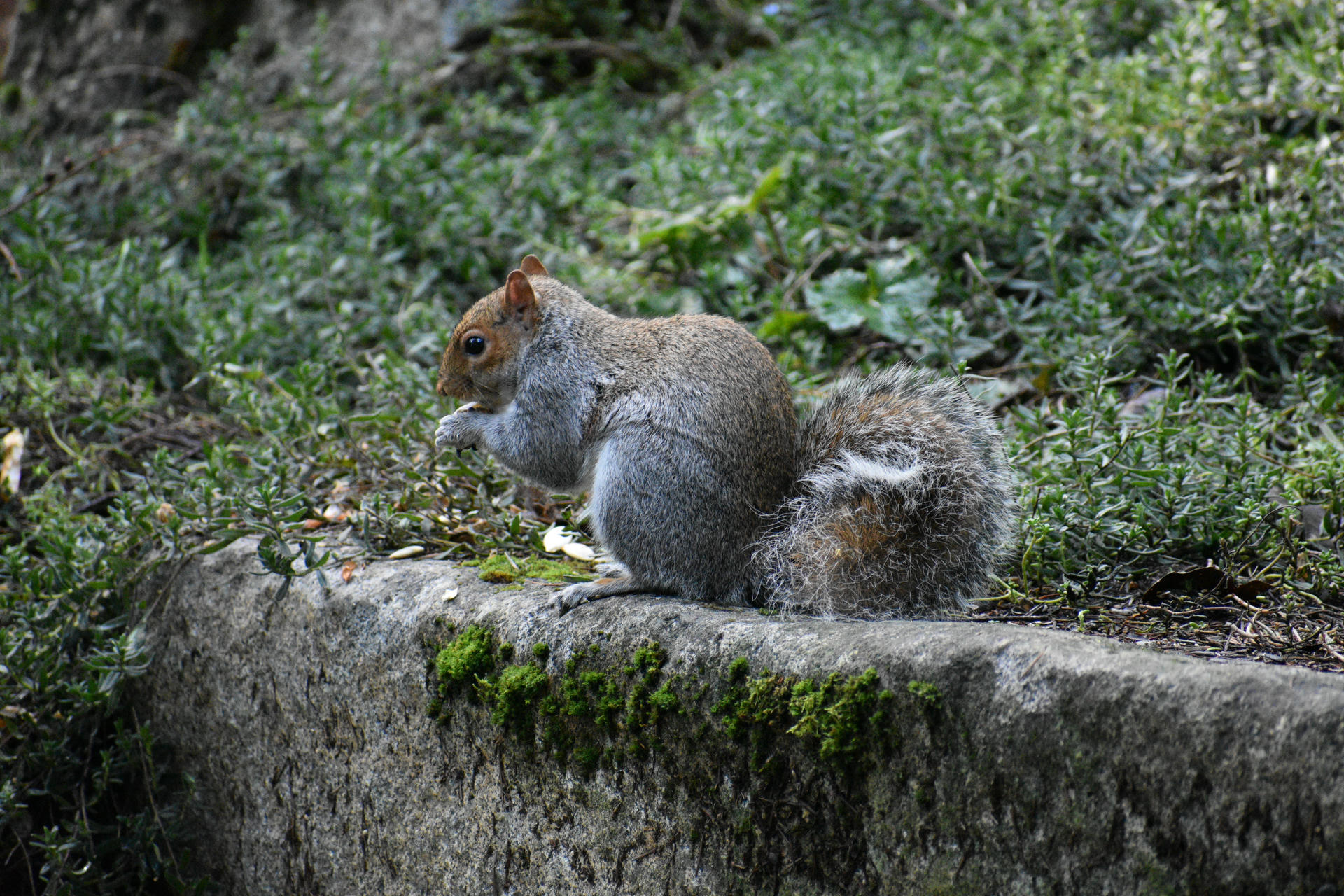 A gray squirrel sits upright on a mossy stone ledge, nibbling on something held in its front paws. The background is filled with green grass and leafy plants.