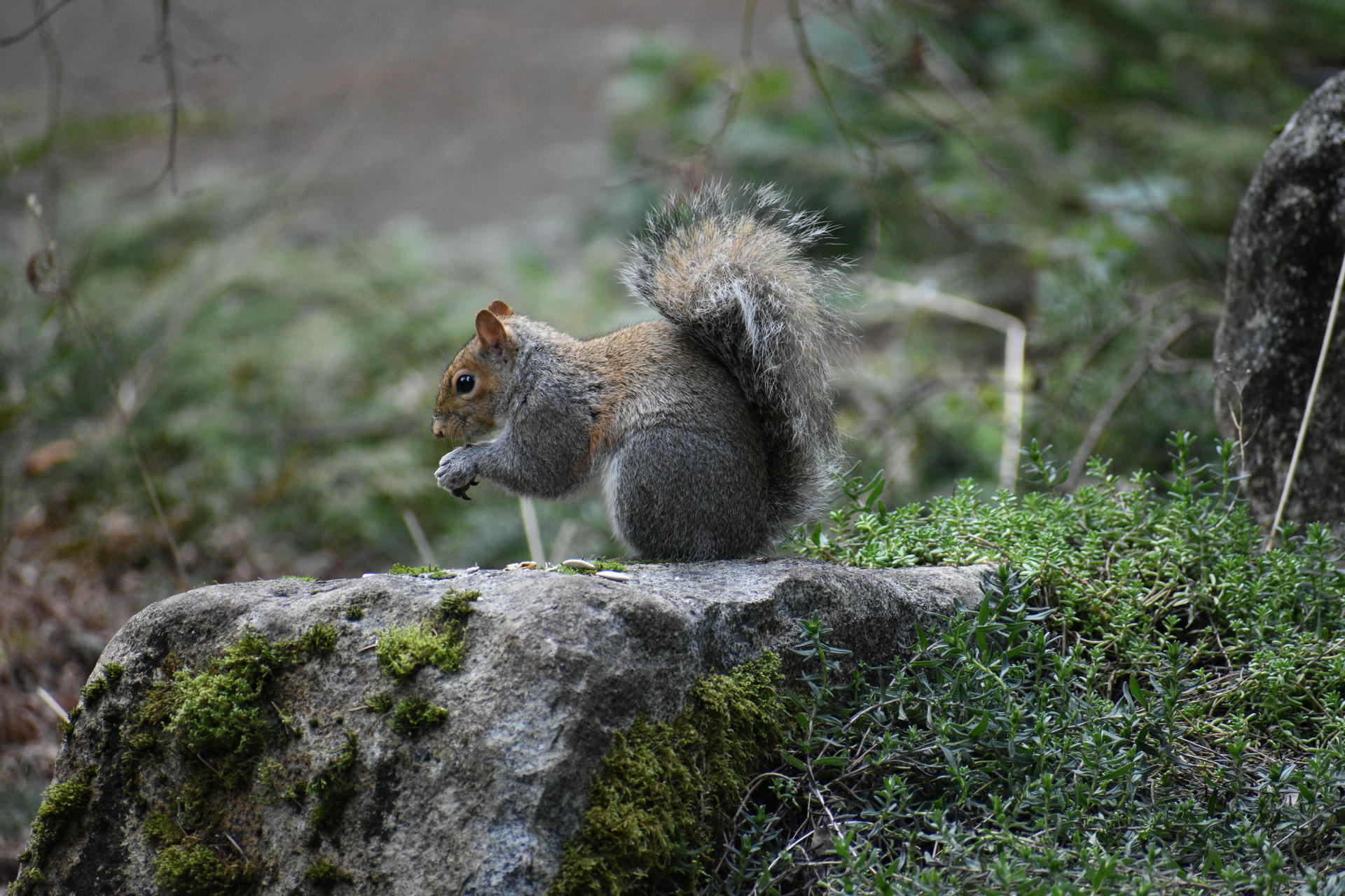 A gray squirrel sits on a rock, holding food in its front paws with its bushy tail curled over its back. The background is softly blurred with greenery, highlighting the squirrel's detailed fur.