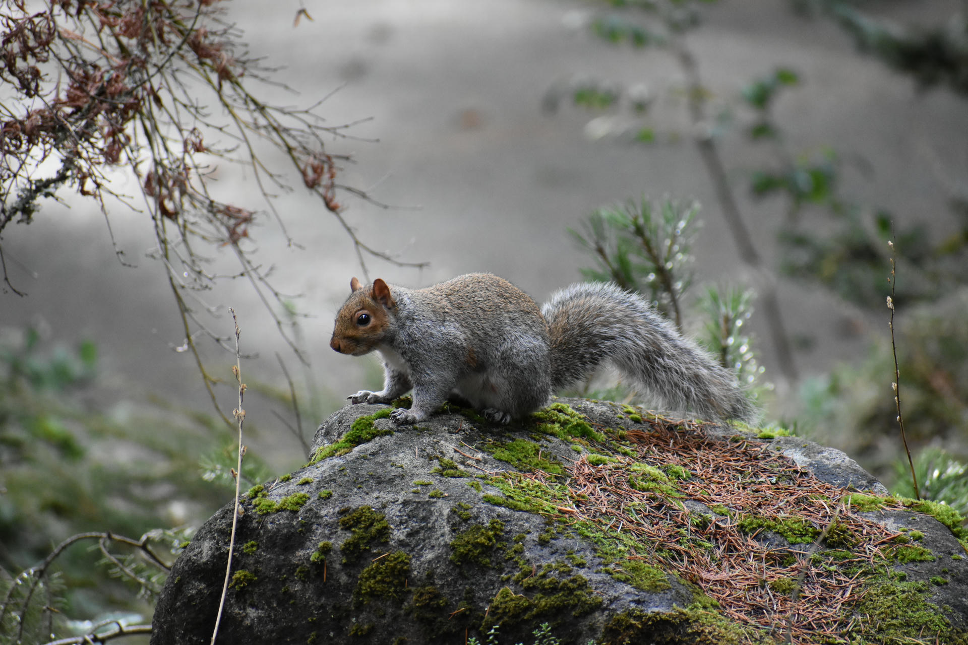 A gray squirrel with a bushy tail stands alert on a moss-covered rock, surrounded by natural greenery. The background is softly blurred, highlighting the squirrel’s detailed fur and curious posture.