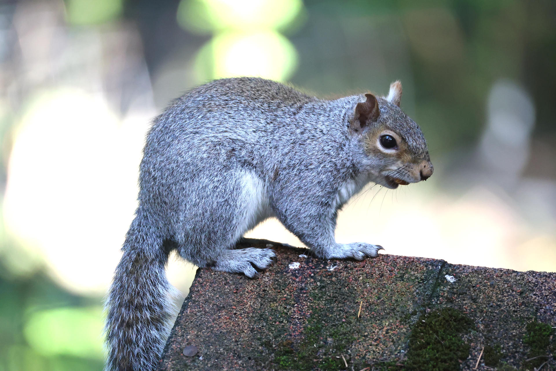 A gray squirrel is perched on the edge of a roof, its bushy tail curled behind it and its body alert against a blurred green background. The sunlight highlights the squirrel's fur, making its texture and color stand out.