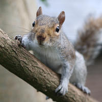 A gray squirrel is perched on a tree branch, looking directly at the camera with its front paws gripping the wood. Its bushy tail is visible behind it, and the background is softly blurred.
