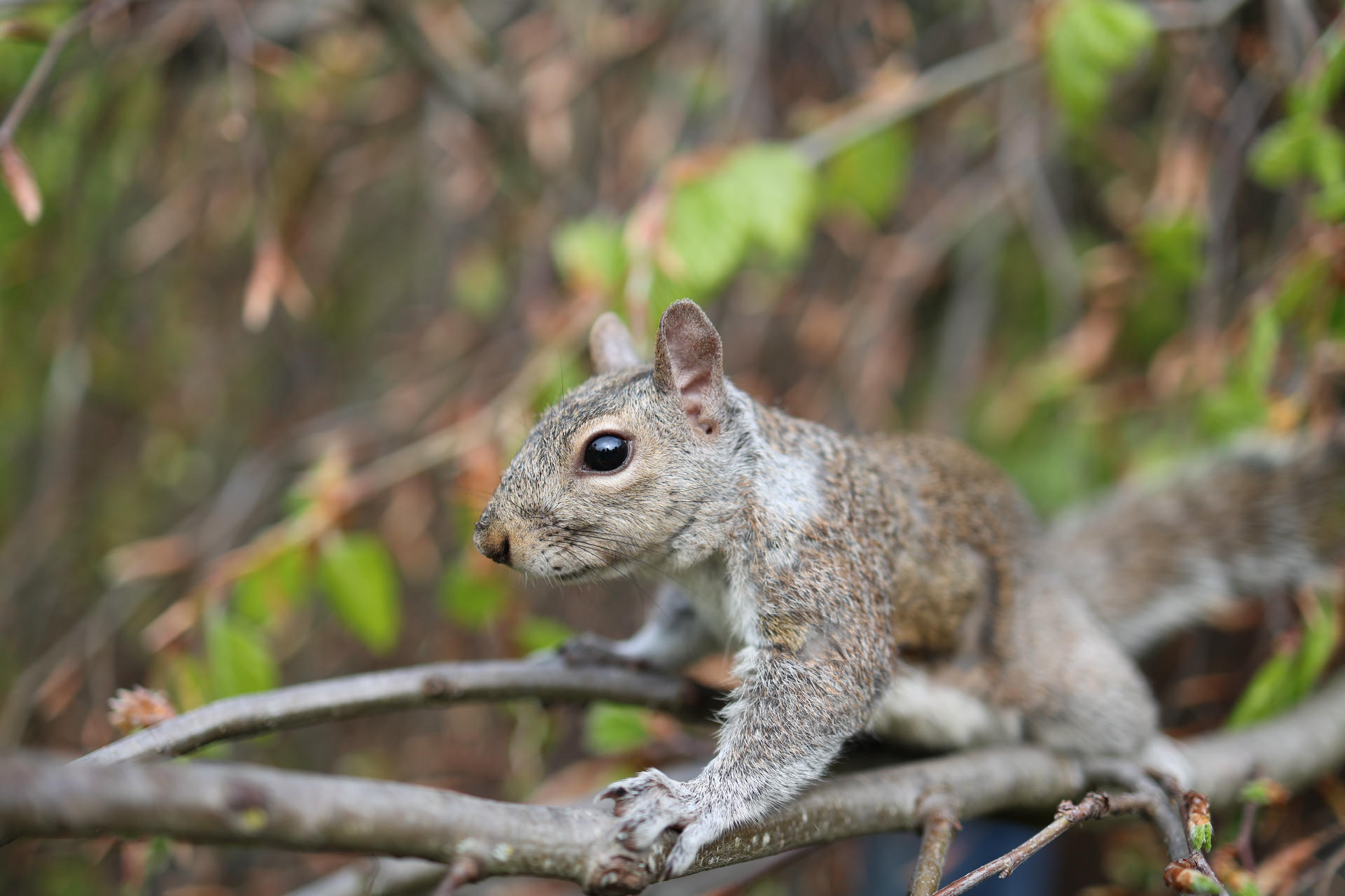 A gray squirrel is perched on a tree branch, surrounded by green leaves and blurred foliage in the background. The squirrel appears alert, with its body stretched forward and its large eyes focused ahead.