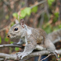 A gray squirrel is perched on a tree branch, surrounded by green leaves and blurred foliage in the background. The squirrel appears alert, with its body stretched forward and its large eyes focused ahead.