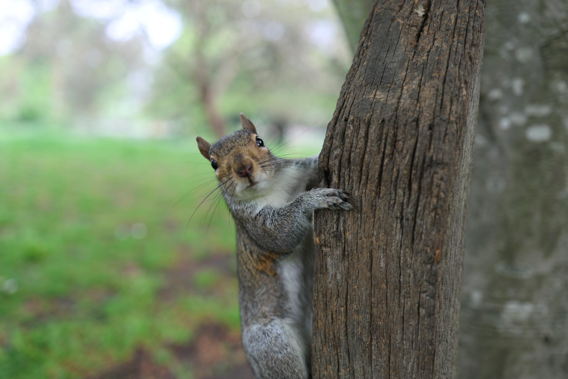 A gray squirrel clings to the side of a tree trunk, looking directly at the camera with alert eyes and perked ears. The background is a soft blur of green, suggesting a natural outdoor setting.