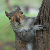A gray squirrel clings to the side of a tree trunk, looking directly at the camera with alert eyes and perked ears. The background is a soft blur of green, suggesting a natural outdoor setting.