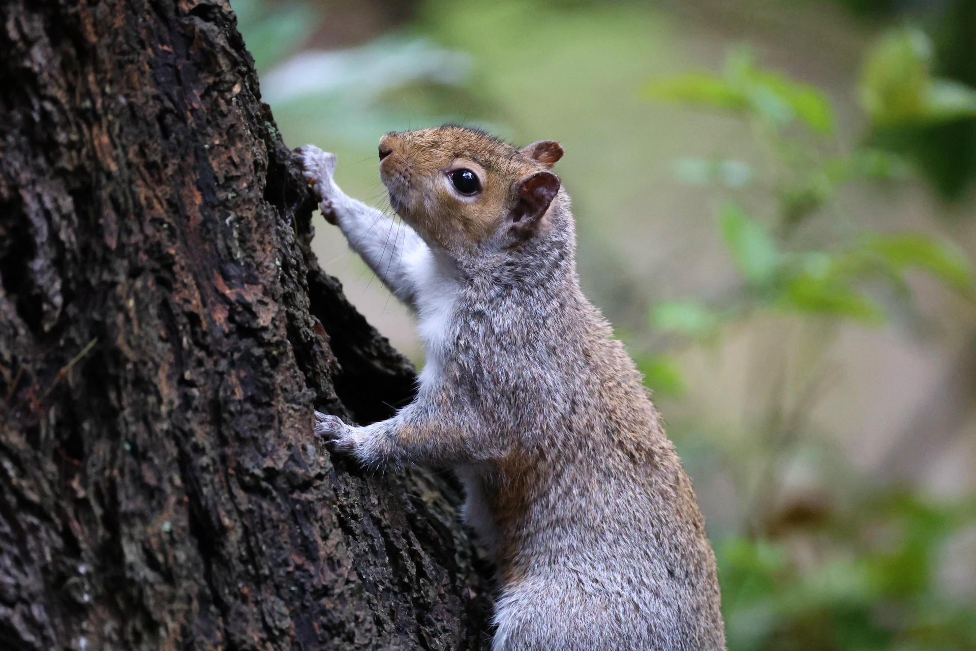 A gray squirrel clings to the side of a tree trunk, looking alert with its front paws gripping the bark. The background is softly blurred with green foliage, highlighting the squirrel’s bushy tail and gray fur.