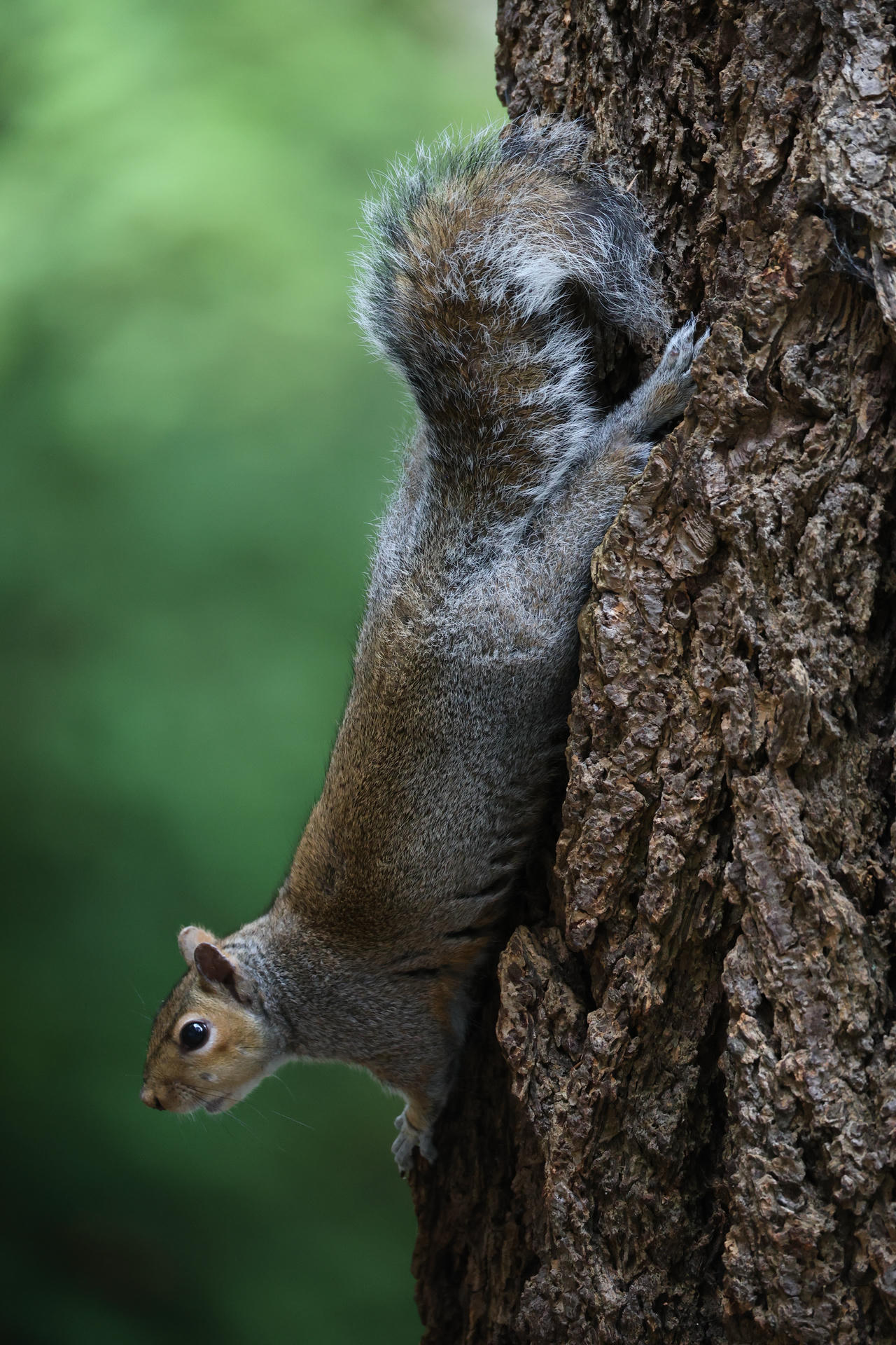 A gray squirrel clings to the side of a tree trunk, its body stretched downward and its head alertly peering forward against a blurred green background. The squirrel's fur is a mix of gray and brown, and its large dark eye is clearly visible.