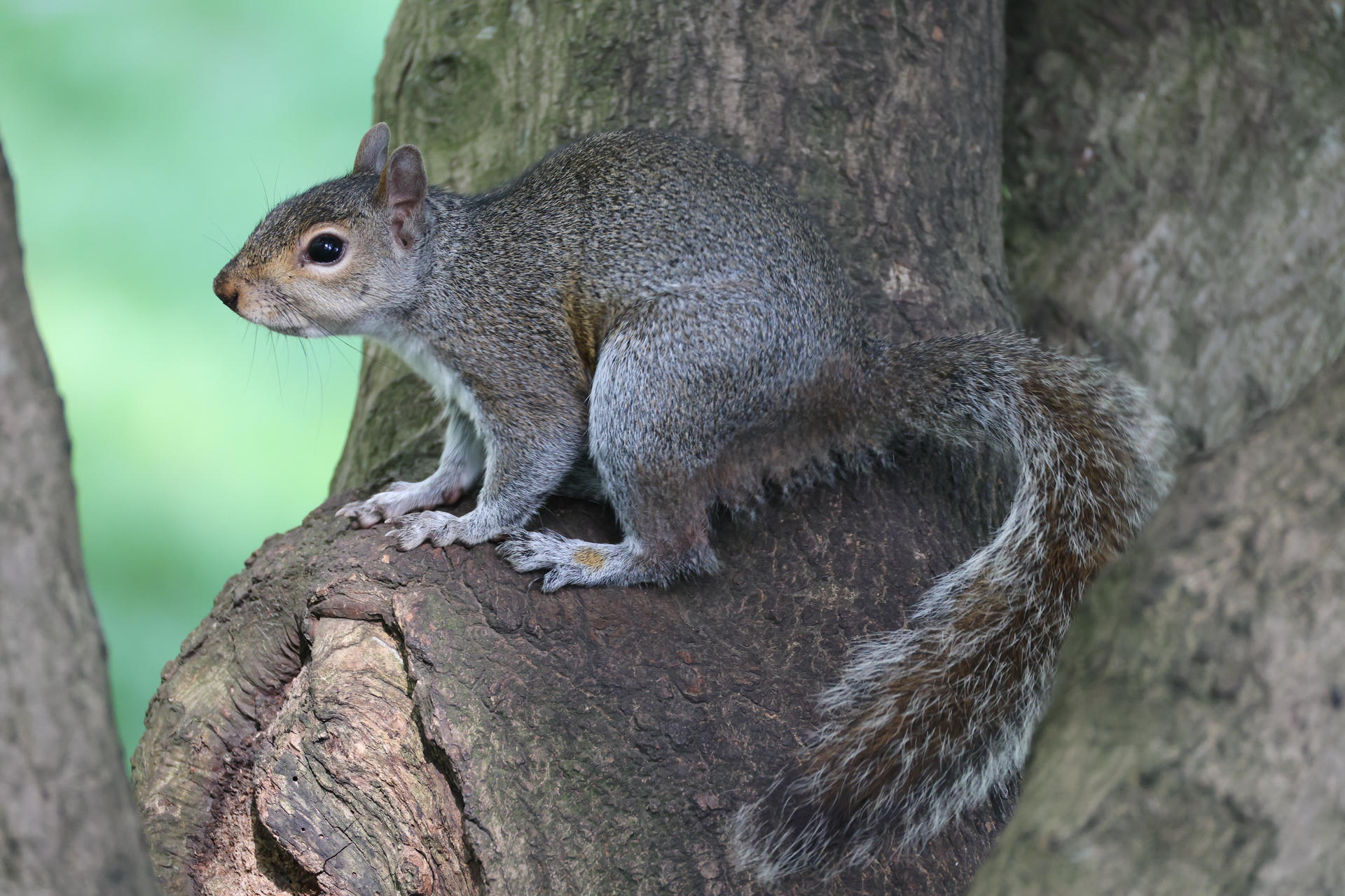 A gray squirrel is perched on the side of a tree trunk, its body alert and eyes focused forward. The background is softly blurred with shades of green, highlighting the squirrel’s fur and bushy tail.