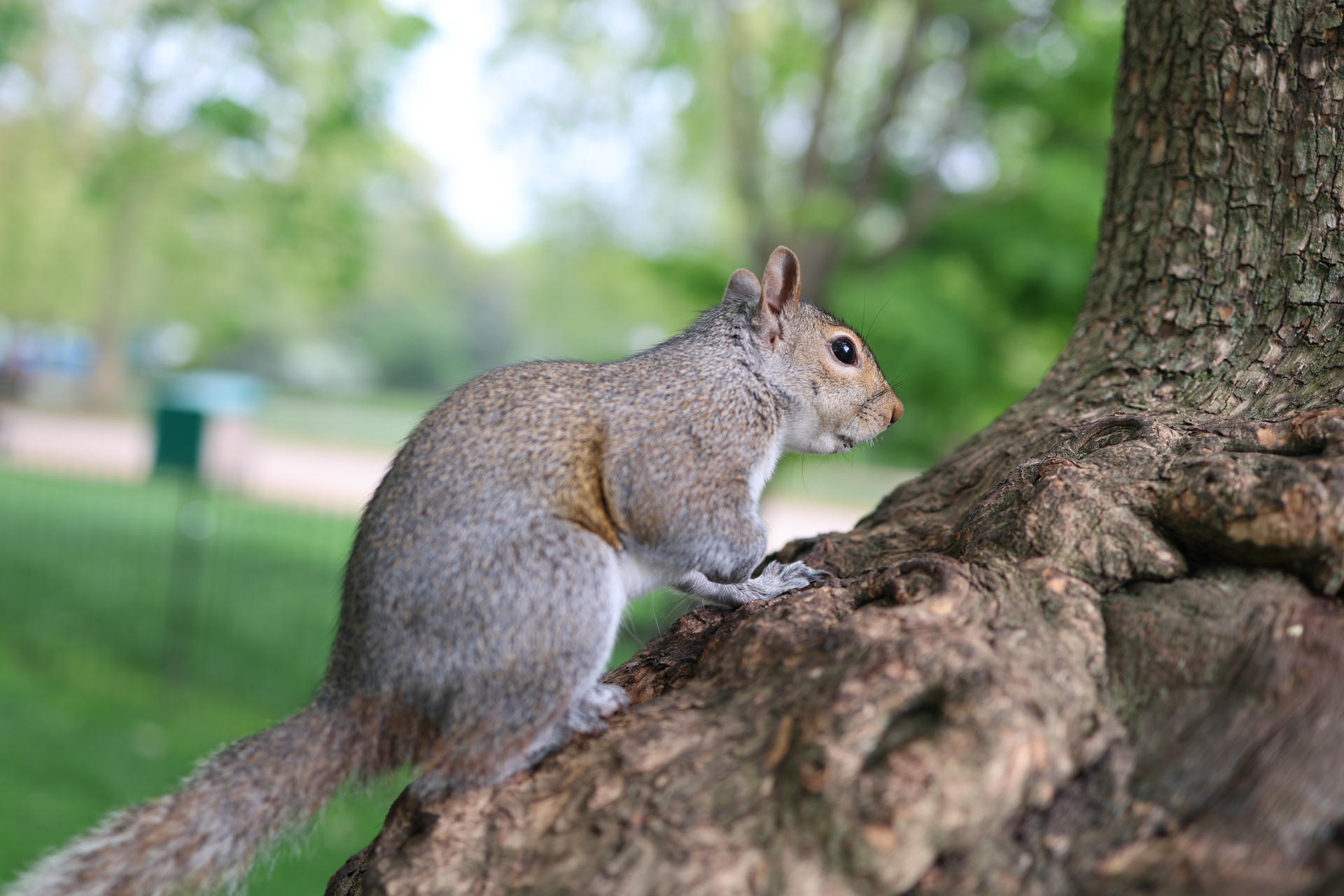 A gray squirrel is perched on the side of a tree trunk, with its bushy tail curled behind it and green foliage blurred in the background. The squirrel appears alert, with its front paws gripping the bark.