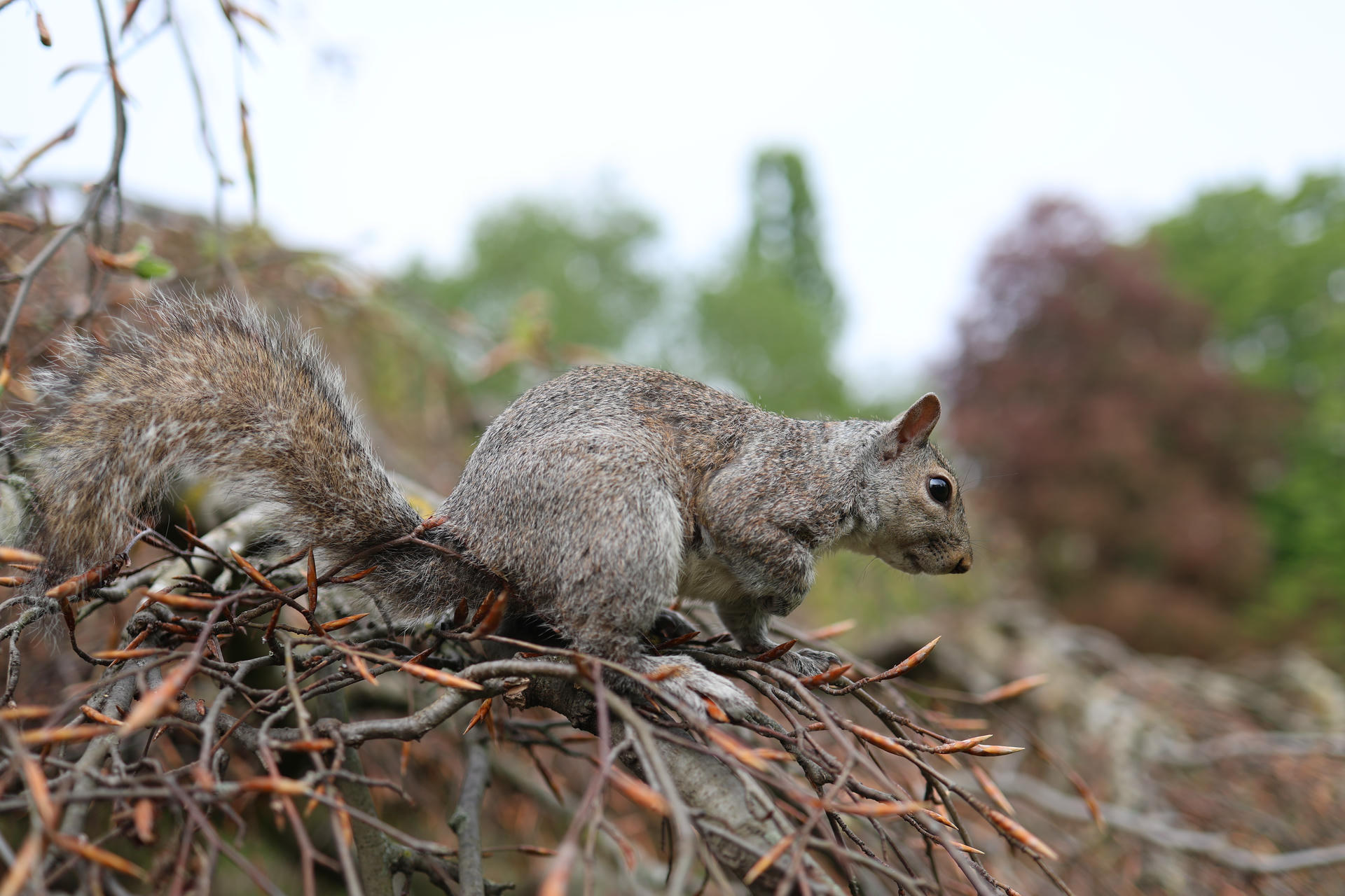 A gray squirrel is perched on a pile of twigs and branches, with its bushy tail curled behind it. The background is softly blurred with green and brown foliage, highlighting the squirrel's alert posture.