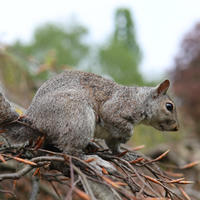A gray squirrel is perched on a pile of twigs and branches, with its bushy tail curled behind it. The background is softly blurred with green and brown foliage, highlighting the squirrel's alert posture.