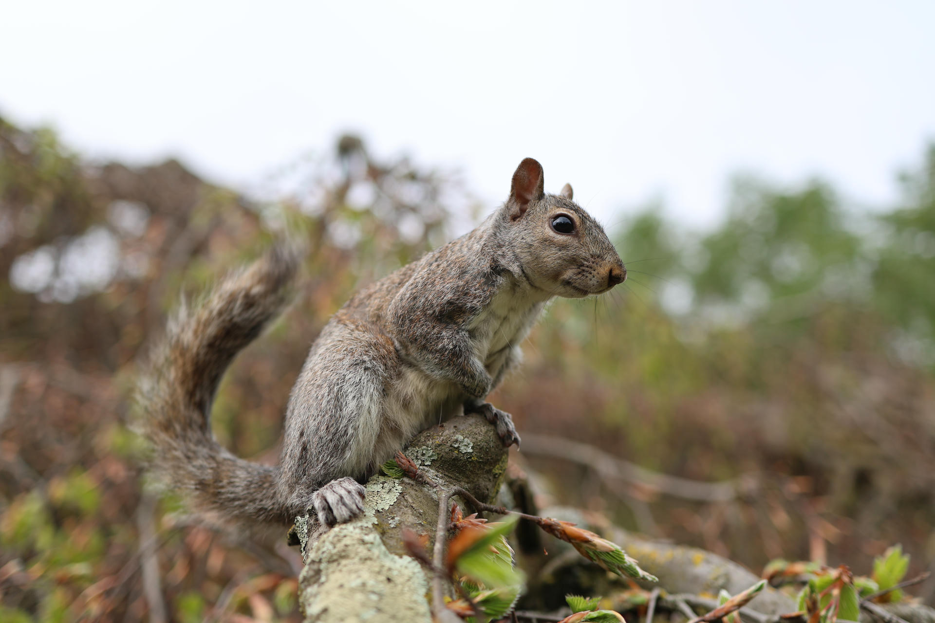A gray squirrel is perched on a branch, its bushy tail curled behind it and its alert eyes looking off to the side. The background is softly blurred with hints of foliage, highlighting the squirrel’s textured fur.