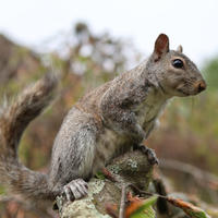A gray squirrel is perched on a branch, its bushy tail curled behind it and its alert eyes looking off to the side. The background is softly blurred with hints of foliage, highlighting the squirrel’s textured fur.