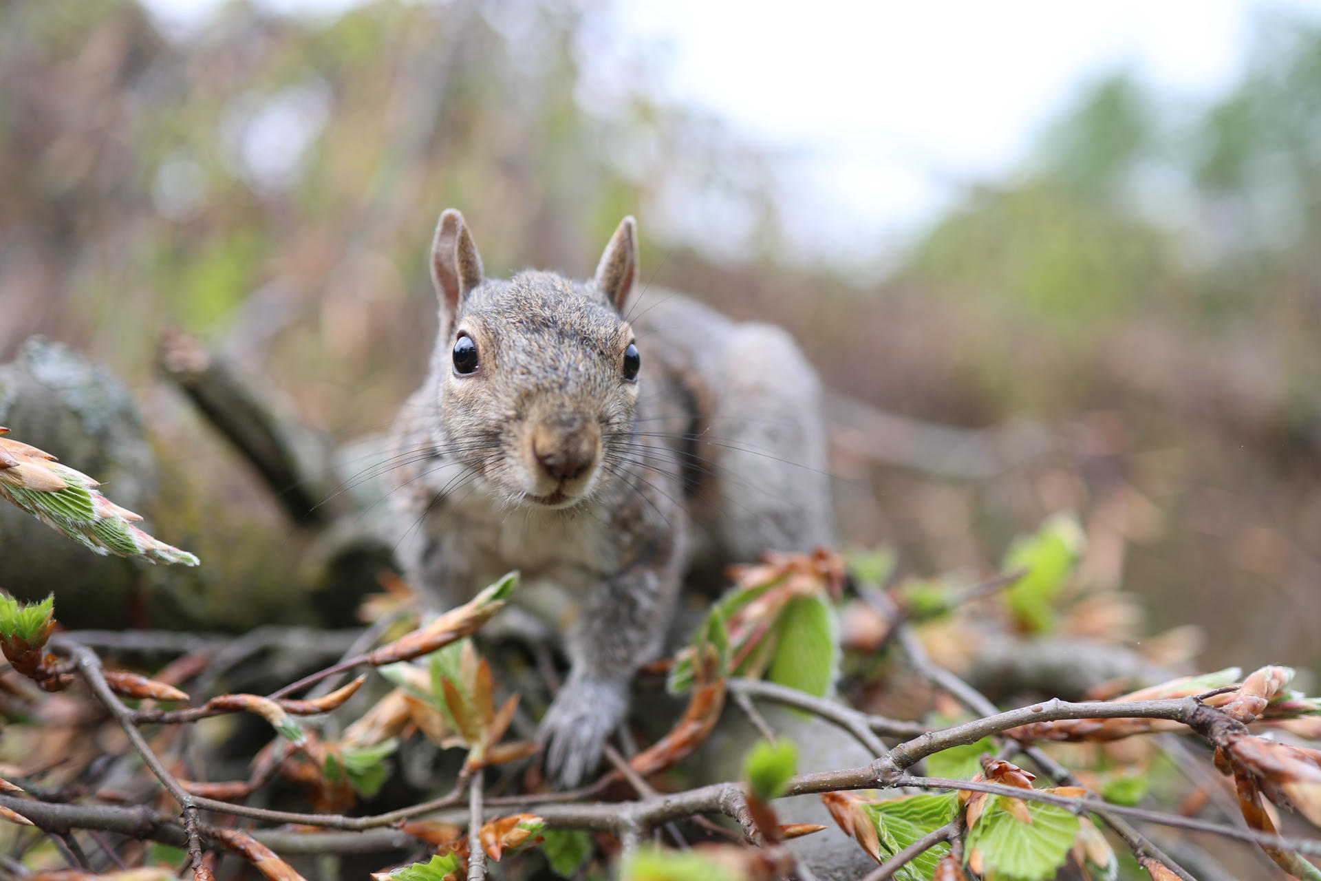 A gray squirrel is captured up close, looking directly at the camera with alert eyes and perked ears. The background is softly blurred, highlighting the squirrel’s detailed fur and whiskers.