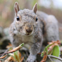 A gray squirrel is captured up close, looking directly at the camera with alert eyes and perked ears. The background is softly blurred, highlighting the squirrel’s detailed fur and whiskers.