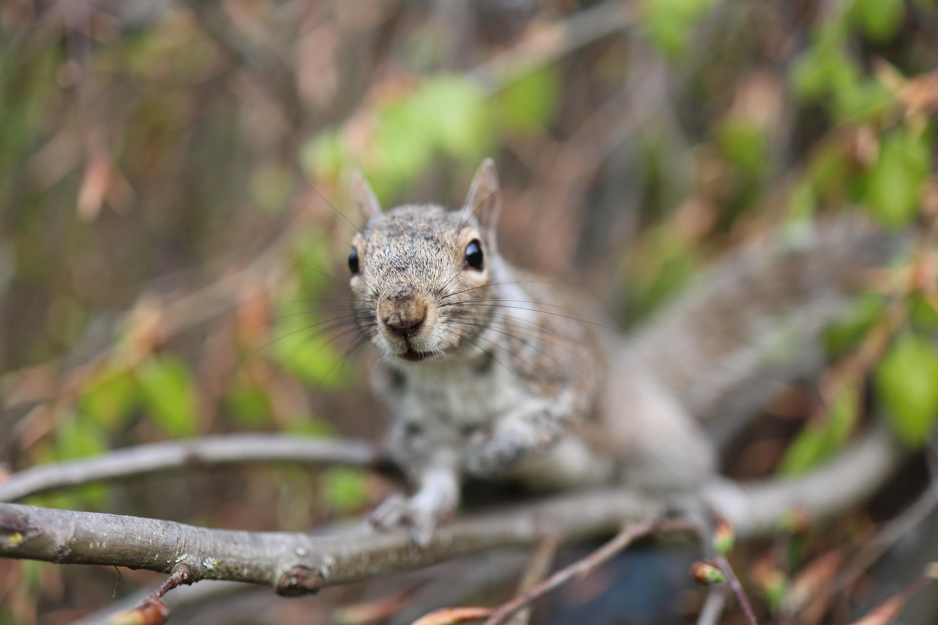 A gray squirrel is perched on a branch, looking directly at the camera with its nose and whiskers in sharp focus. The background is softly blurred with hints of green foliage.