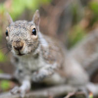 A gray squirrel is perched on a branch, looking directly at the camera with its nose and whiskers in sharp focus. The background is softly blurred with hints of green foliage.