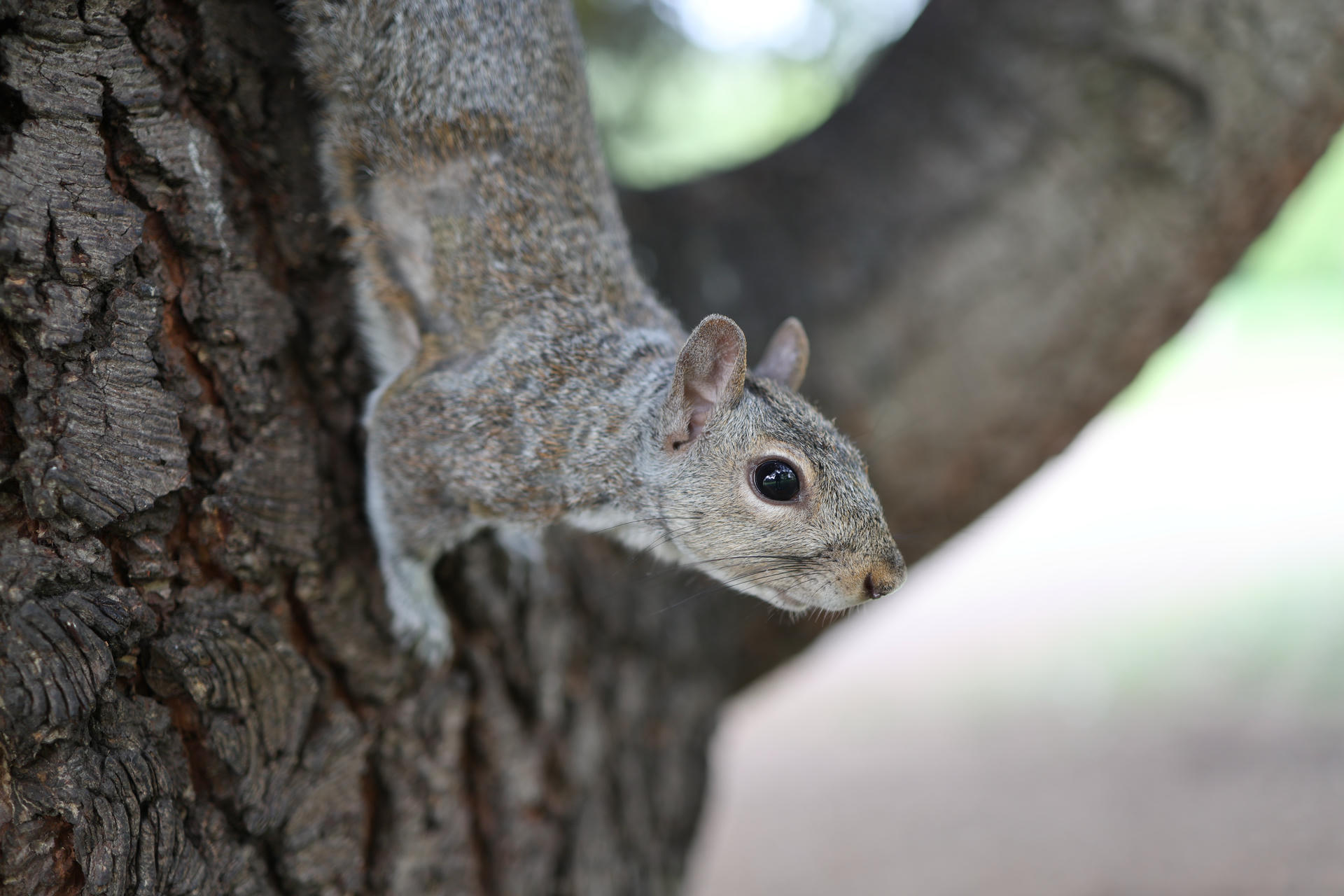 A gray squirrel clings to the side of a tree trunk, looking alertly downward. Its fur is a mix of gray and brown, and its large dark eye stands out against the soft background.