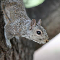 A gray squirrel clings to the side of a tree trunk, looking alertly downward. Its fur is a mix of gray and brown, and its large dark eye stands out against the soft background.