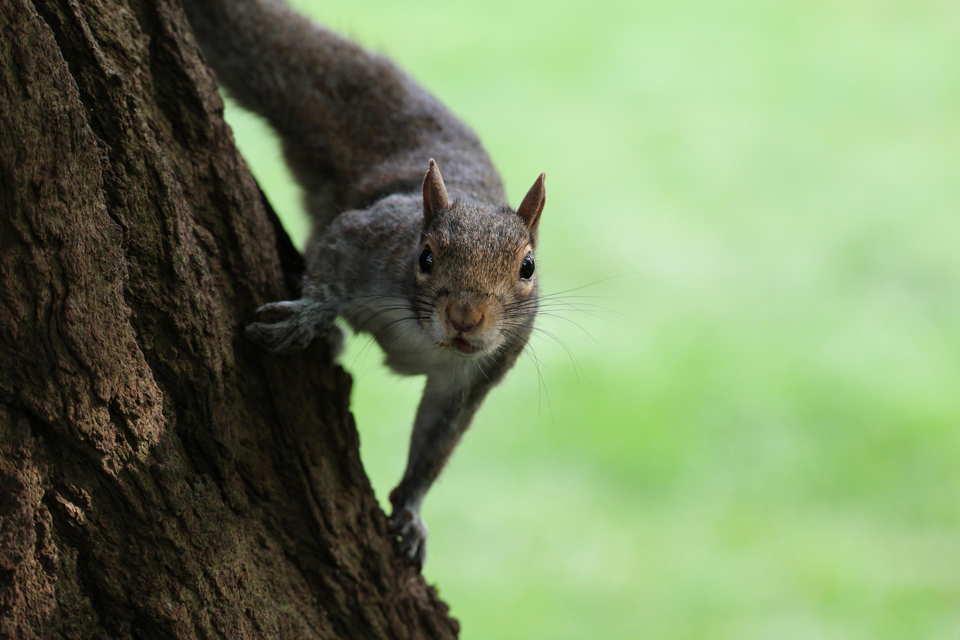 A gray squirrel clings to the side of a tree trunk, looking directly at the camera with a curious expression. The background is a soft, blurred green, highlighting the squirrel’s alert posture.
