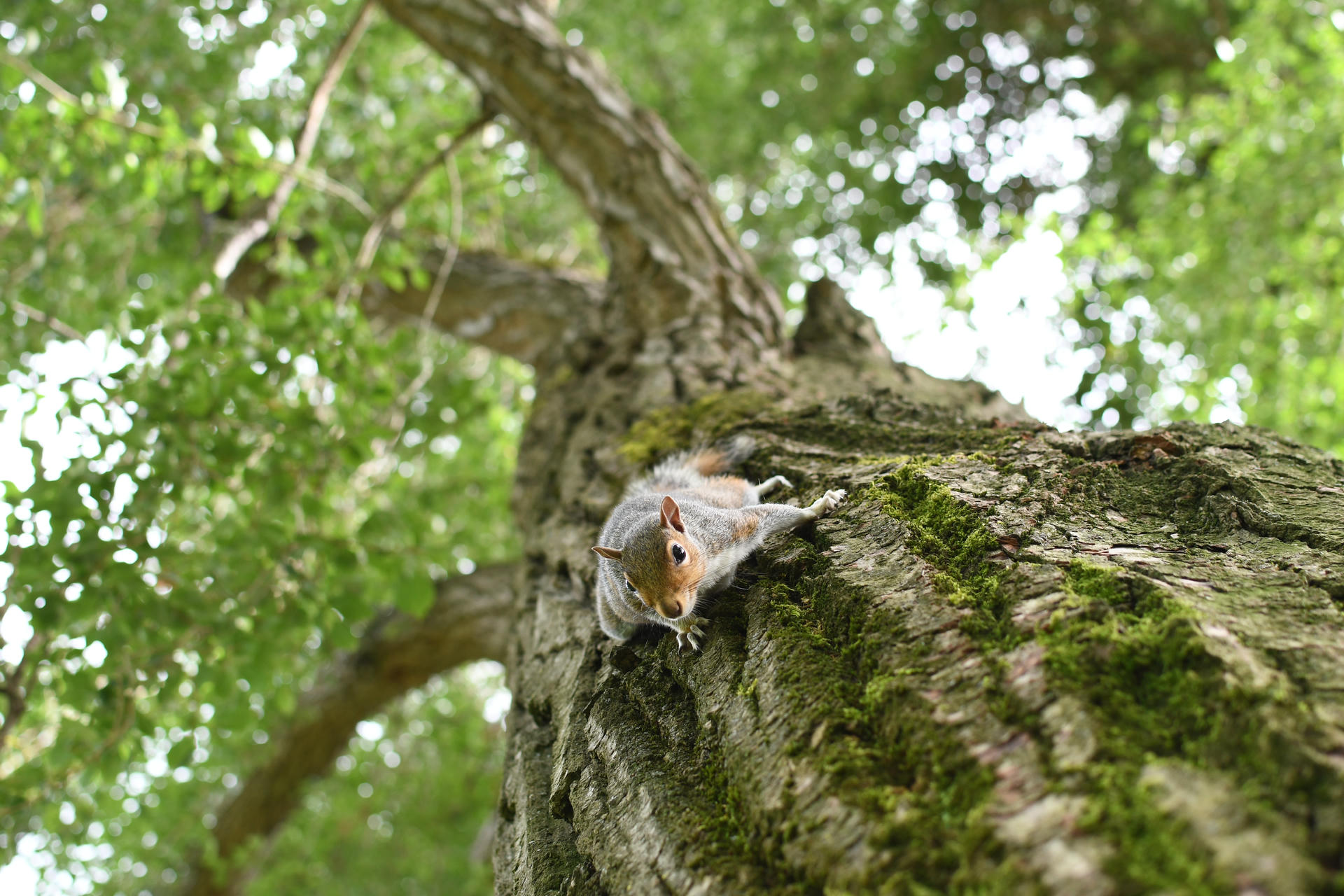 A gray squirrel clings to the side of a tree, its body stretched out and head turned toward the camera. The tree bark is textured and covered in patches of green moss.