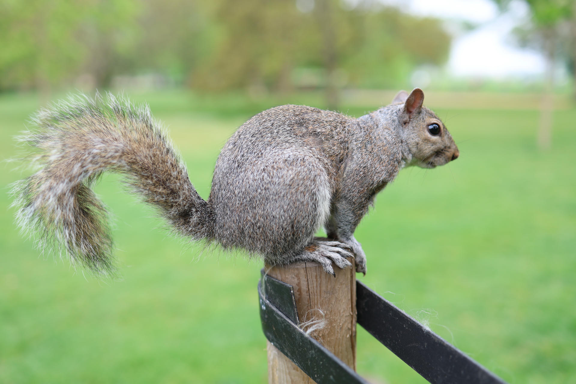 A gray squirrel is perched on the top of a wooden post, with its bushy tail curled behind it. The background is a soft blur of green, suggesting a grassy outdoor setting.