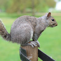 A gray squirrel is perched on the top of a wooden post, with its bushy tail curled behind it. The background is a soft blur of green, suggesting a grassy outdoor setting.