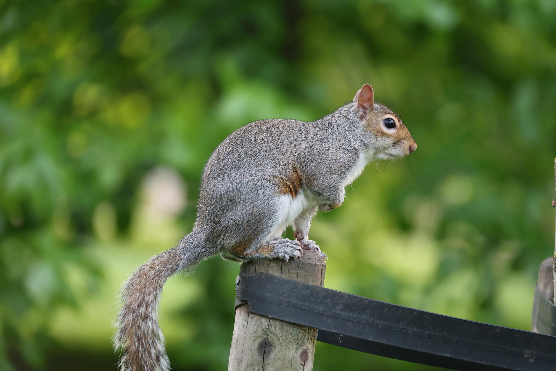 A gray squirrel is perched on the edge of a wooden fence, with its bushy tail hanging down and a background of blurred green foliage. The squirrel appears alert, looking off to the right.