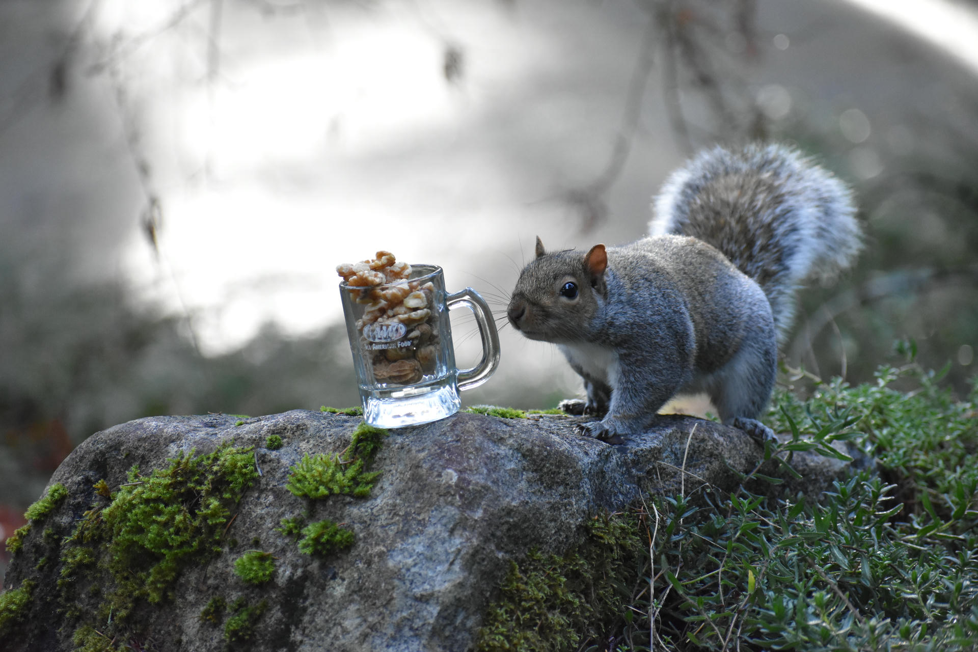 A gray squirrel stands on a mossy rock, curiously approaching a glass mug filled with walnuts. The background is softly blurred, drawing attention to the squirrel and the mug.