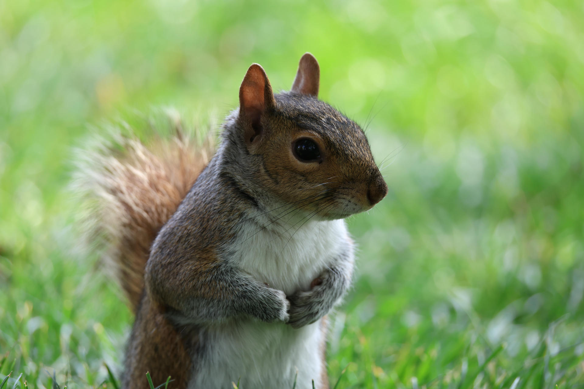 A gray squirrel stands upright on its hind legs in a grassy area, with its bushy tail curled behind it. The background is softly blurred, highlighting the squirrel’s alert posture and expressive face.