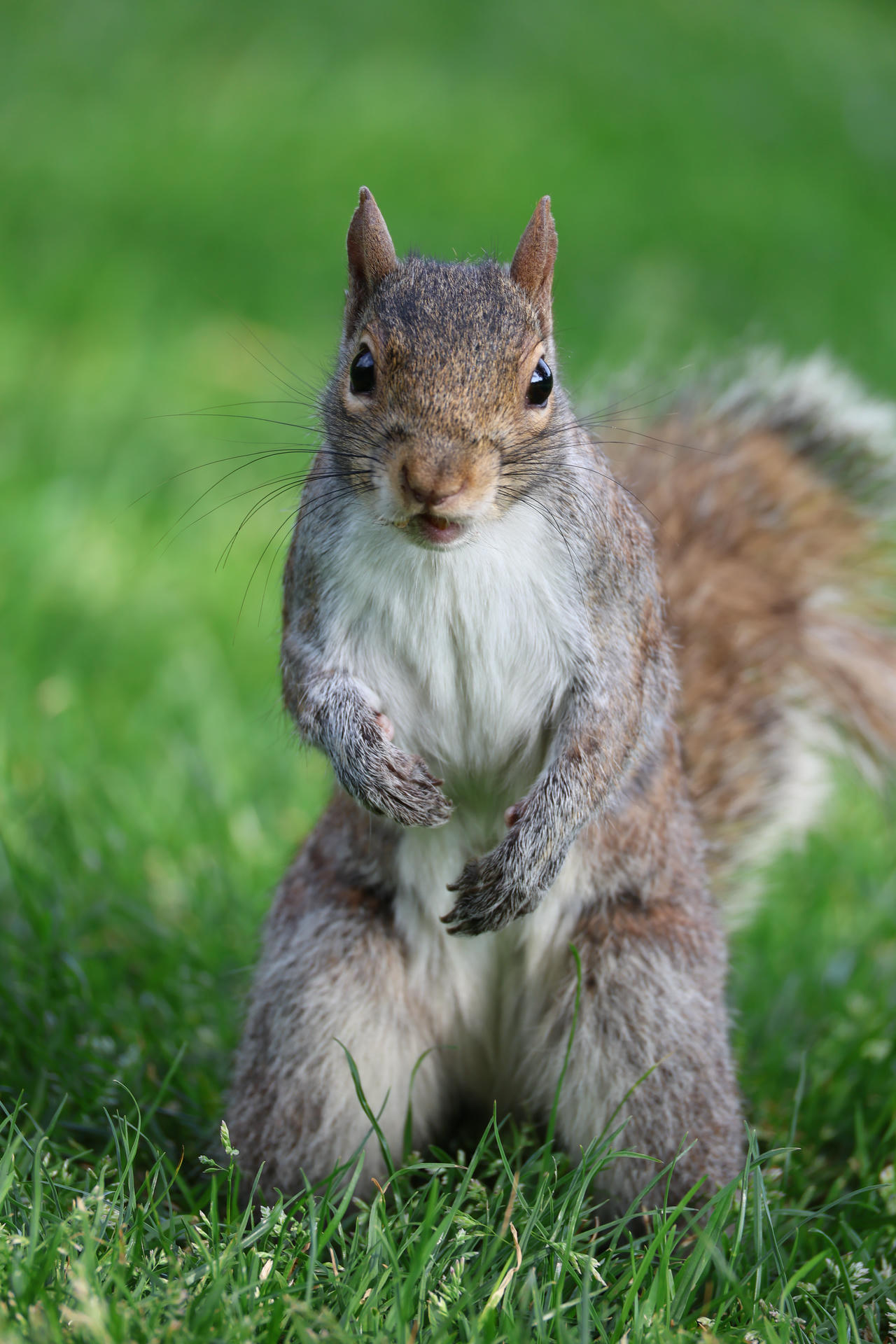 A gray squirrel stands upright on its hind legs in green grass, looking directly at the camera with its bushy tail visible behind it. Its fur is a mix of gray and brown, and its small front paws are held close to its chest.